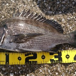 石鯛リベンジならず