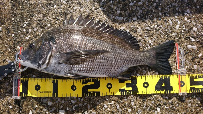 石鯛リベンジならず