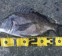 フッキングの練習