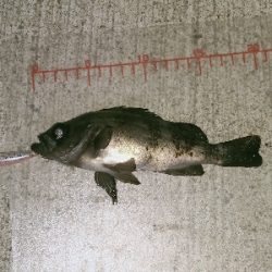 シャローに溜まってた