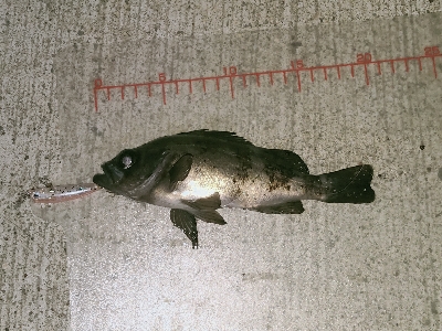 シャローに溜まってた