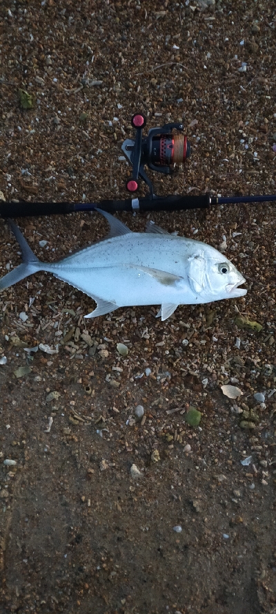 今日は微風で良い天気でした。