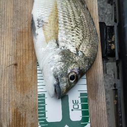 朝マヅメ、今年初チヌ