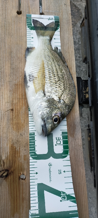 朝マヅメ、今年初チヌ