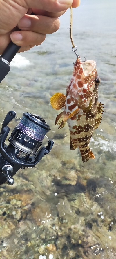 西表島南風見田のリーフにて