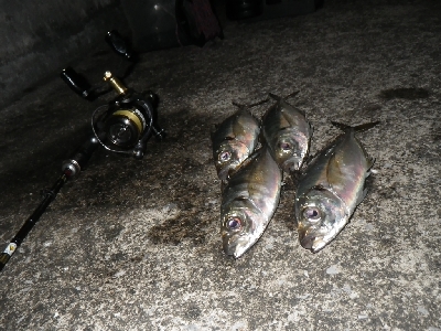 性懲りもなく・・・