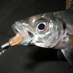 爆風でしたけど・・・