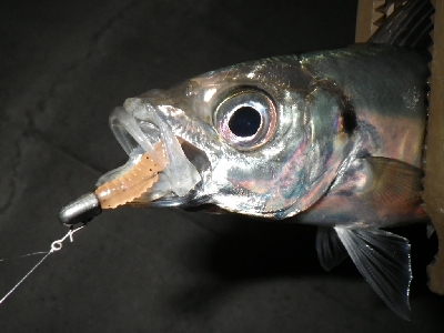 爆風でしたけど・・・