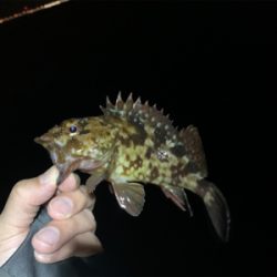 メバリングのはずが