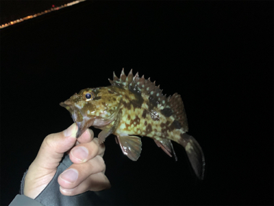 メバリングのはずが