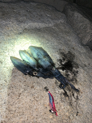 大島ランガンエギング！