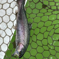 エリアトラウト