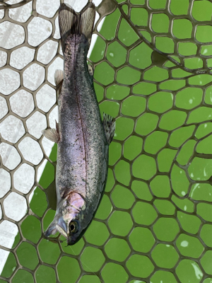 エリアトラウト