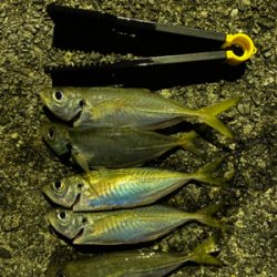 まさかのデカアジ