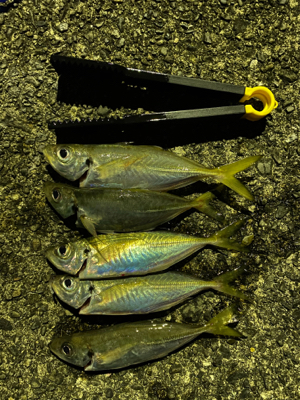 まさかのデカアジ