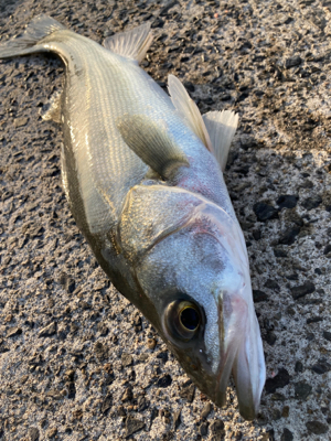 防波堤で、マルスズキ釣果！！