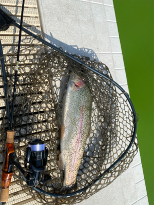 春の陽気の中、エリアトラウト