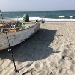 サラシの中からヒラスズキ