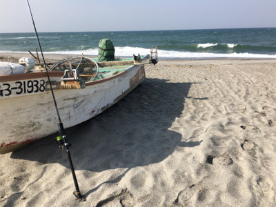 サラシの中からヒラスズキ