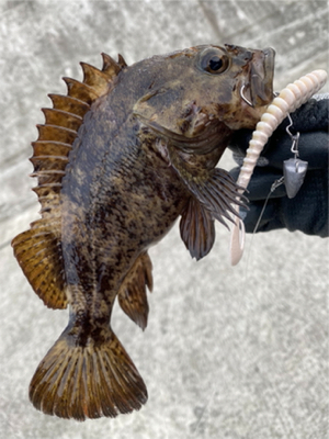 ワームで穴釣り！