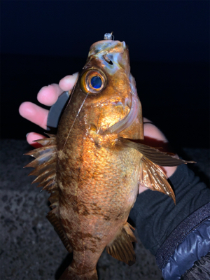 メバルウキ釣り