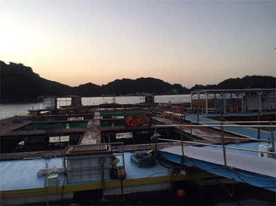 おさかな村は本当におさかな村だった^_^