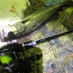 シーバス釣行