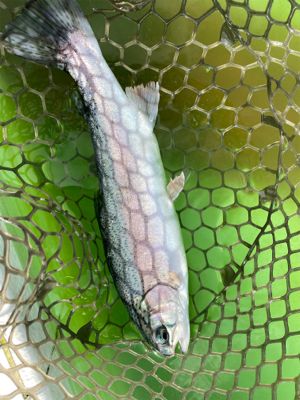 エリアトラウト