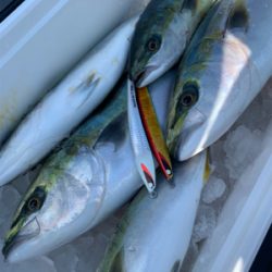 沼島のジギング