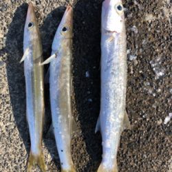 カマスちらほら