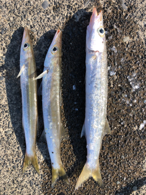 カマスちらほら