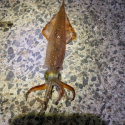 ヤリイカ釣れました