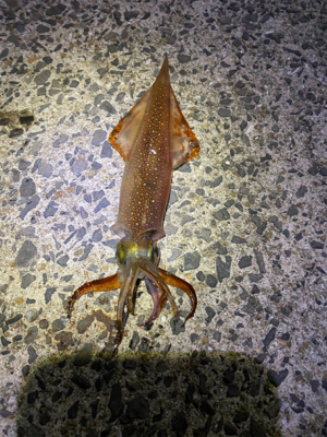 ヤリイカ釣れました