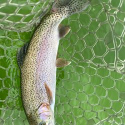 エリアトラウト