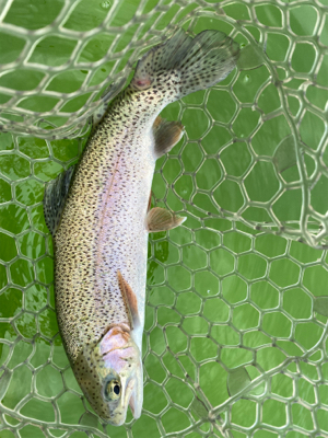 エリアトラウト