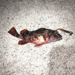 メバルはまだ‥