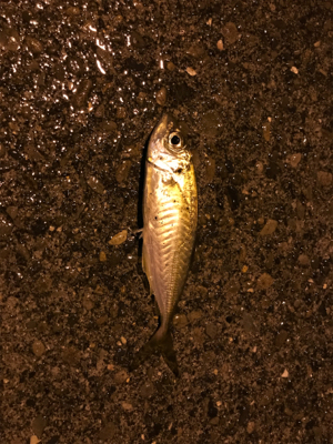 串本遠足アジング