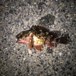 久しぶりの釣り