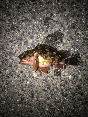 久しぶりの釣り