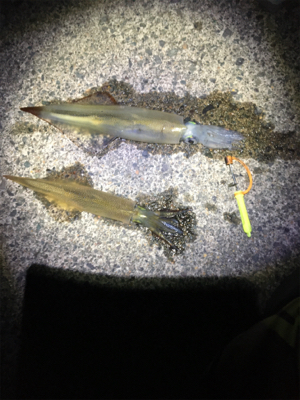 ヤリイカが食べたくて