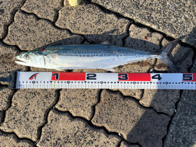 生命反応は僅か