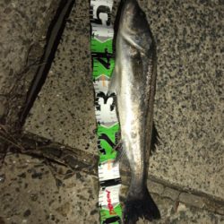 エビ巻き釣りで頂きました(^^)