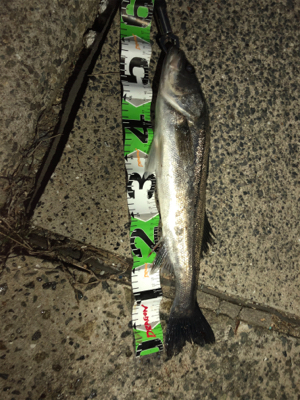 エビ巻き釣りで頂きました(^^)