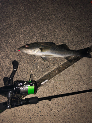 釣りはじめはシーバス