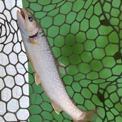 エリアトラウト