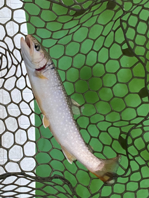 エリアトラウト