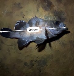 早朝メバリング部