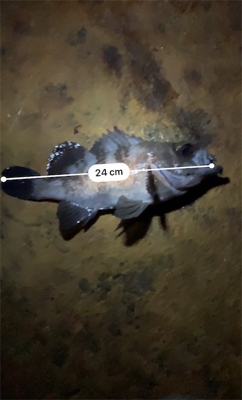 早朝メバリング部