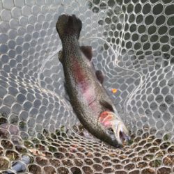 リベンジトラウト