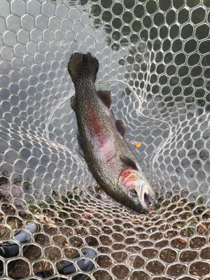 リベンジトラウト